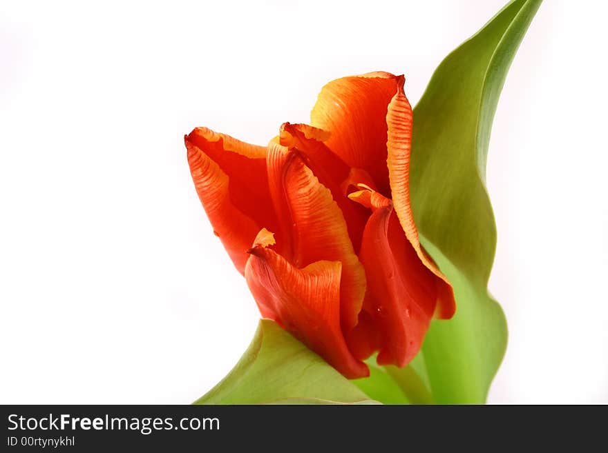 Yellow and red tulips isolated on white