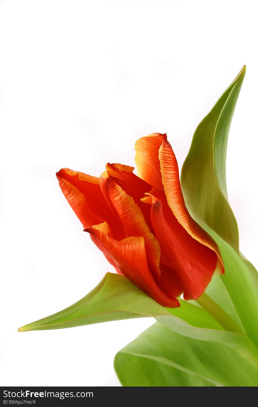 Yellow and red tulips isolated on white