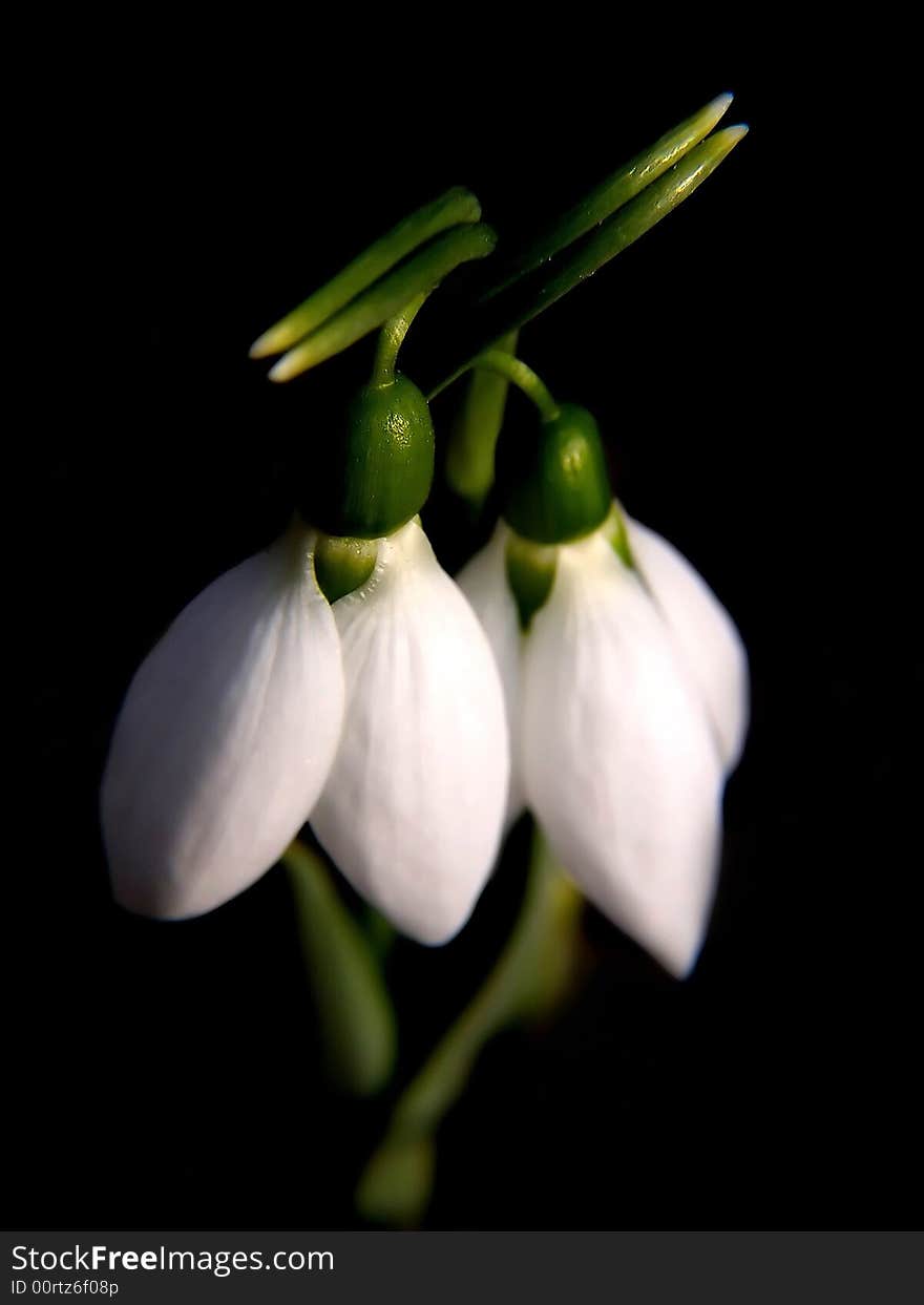 Two snowdrops hugging each other.