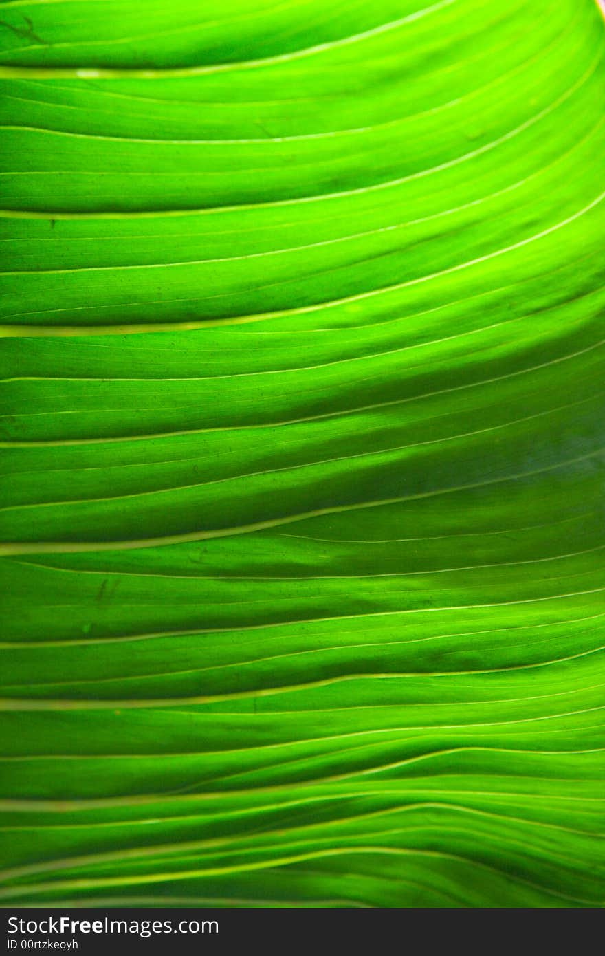 View of a large green leaf with structure evident. View of a large green leaf with structure evident