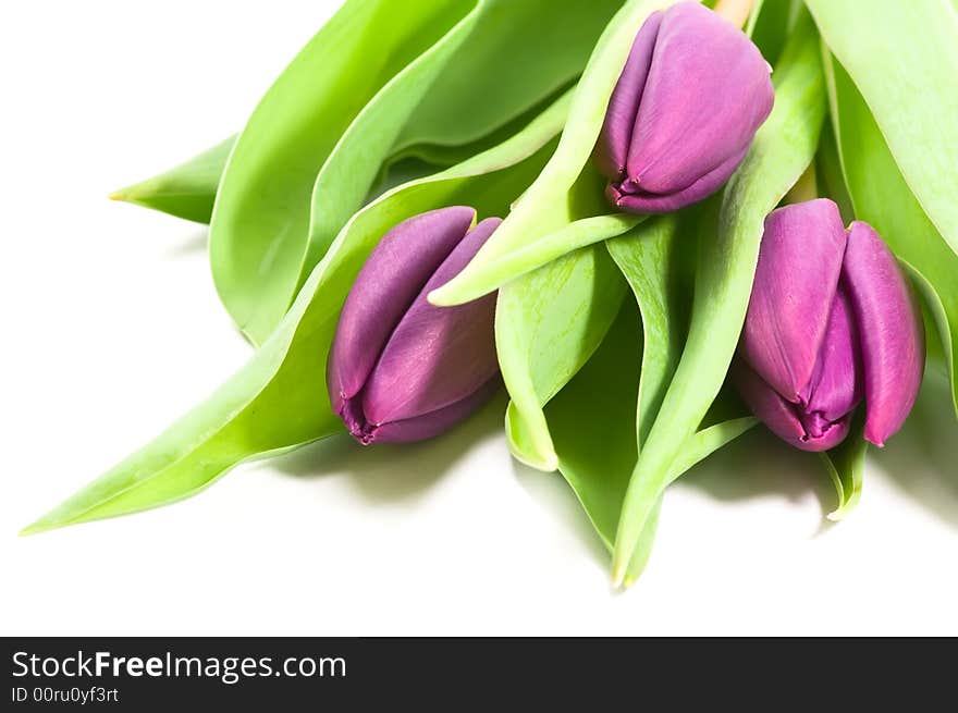 Fresh purple tulips on white background