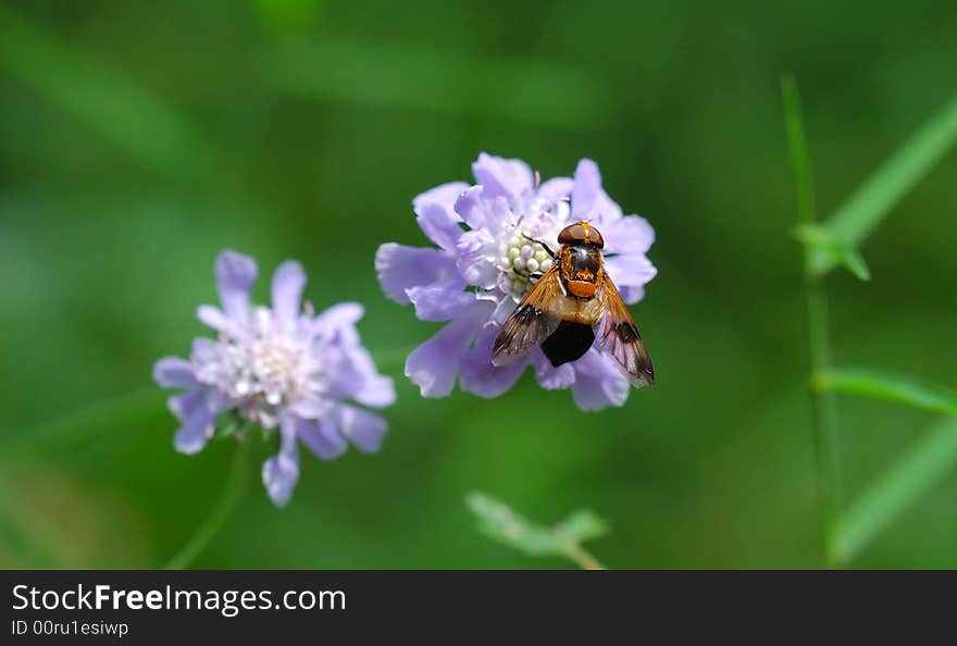 Fly and flower