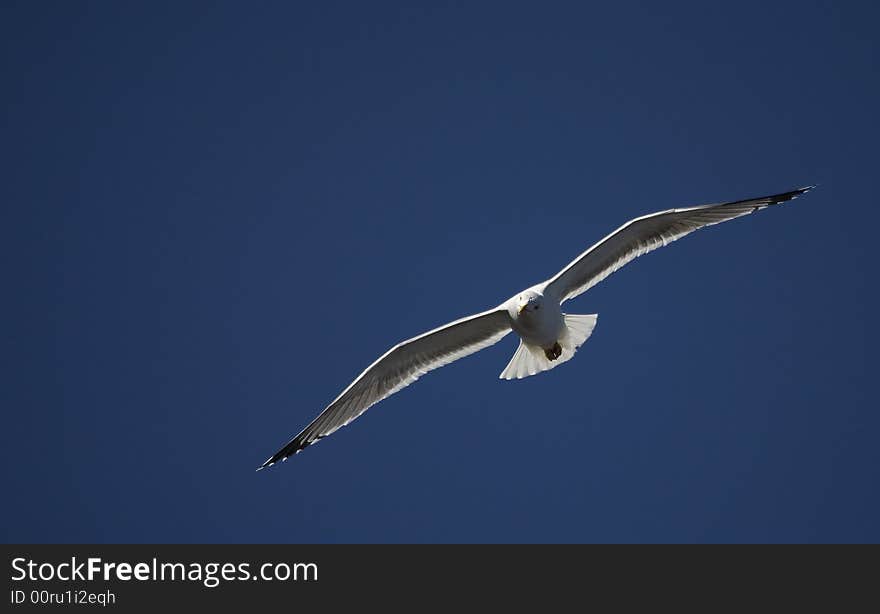 Detailed view of a sea gull in flight