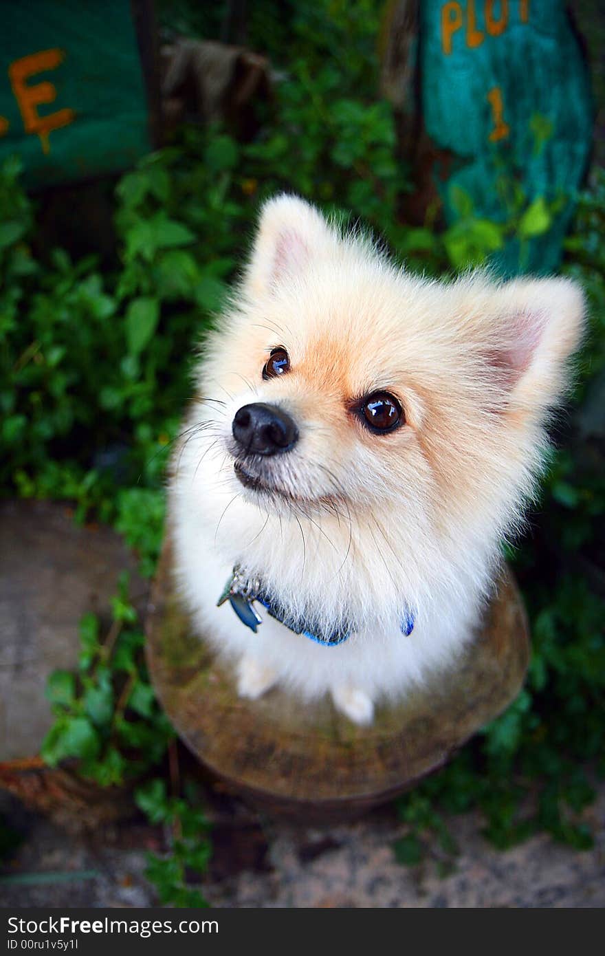 Taken at a doggie tea party. Taken from a high angle so the dog\'s head looks bigger. The breed of dogs is called Pomeranian. Taken at a doggie tea party. Taken from a high angle so the dog\'s head looks bigger. The breed of dogs is called Pomeranian.