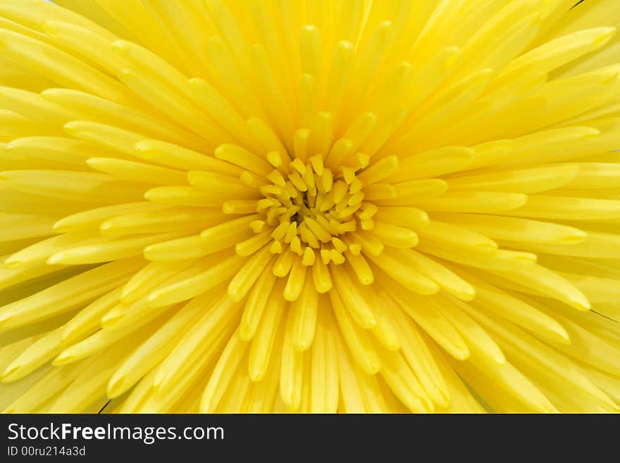 Beautiful bright yellow chrysanthemum macro