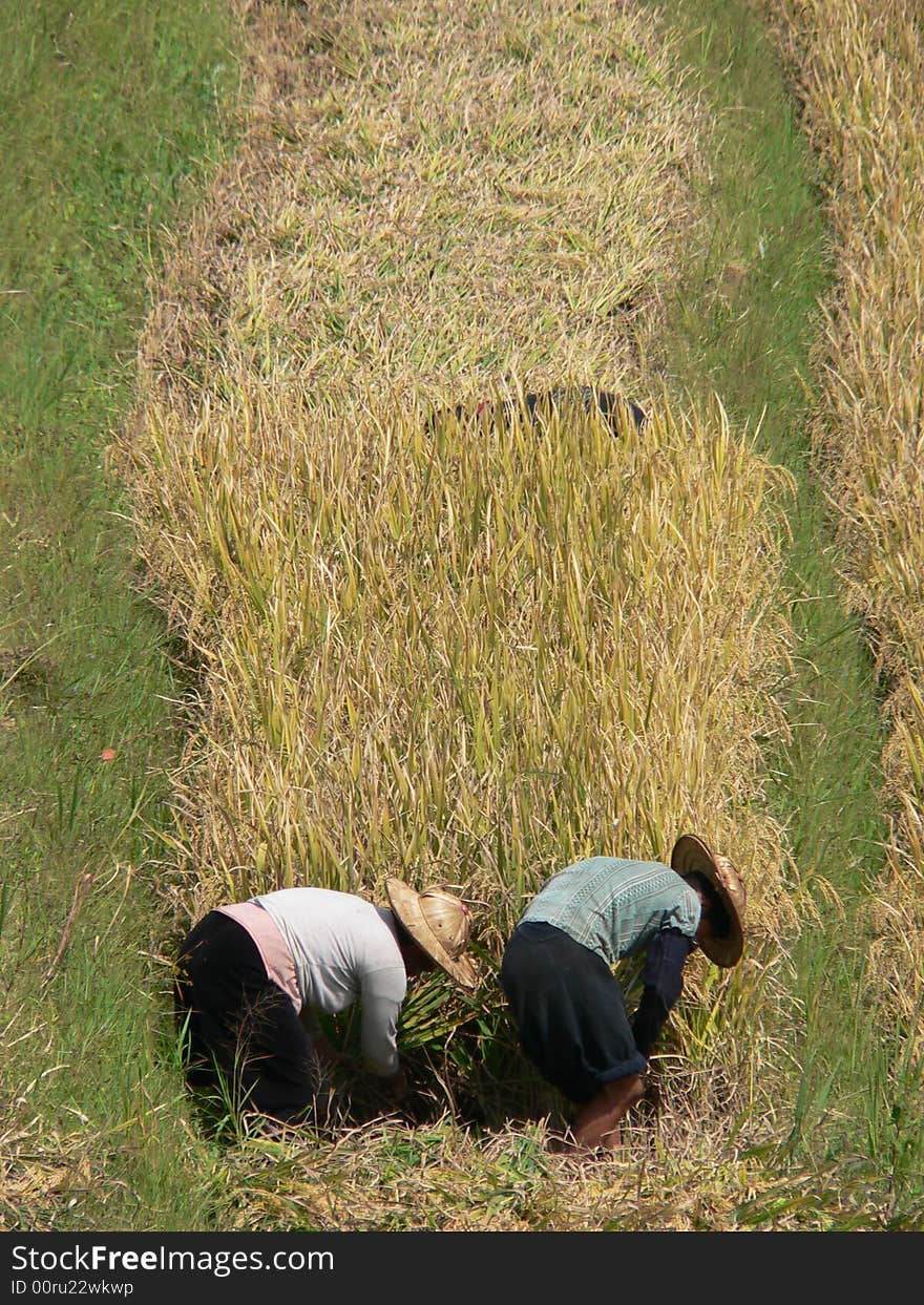 Lonely Rice Harvest