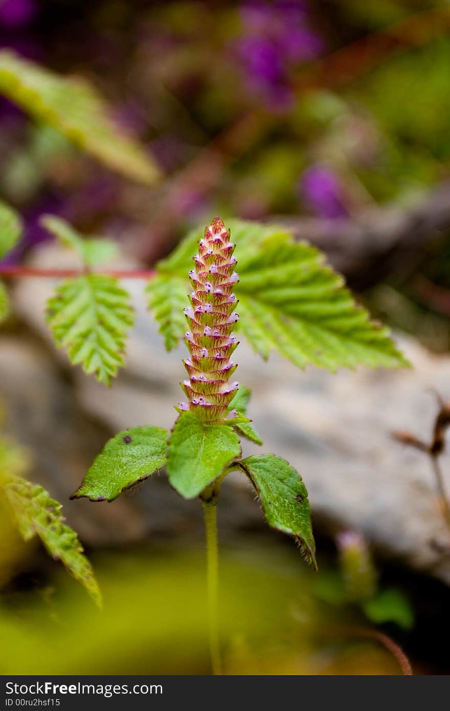 Wild flower