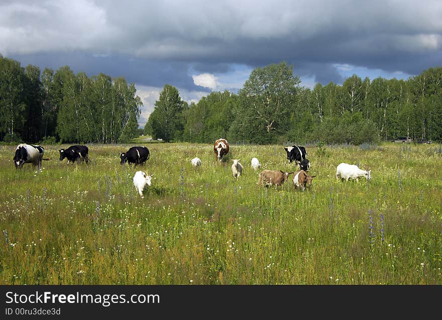 Walking  herd and overcast sky. Walking  herd and overcast sky