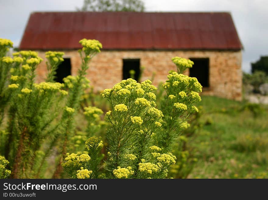 Old style stable with yellow flowers. FOCUS ON FLOWERS