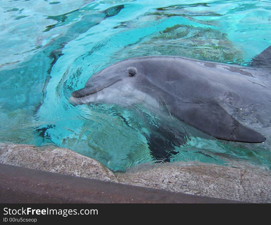 Dolphin