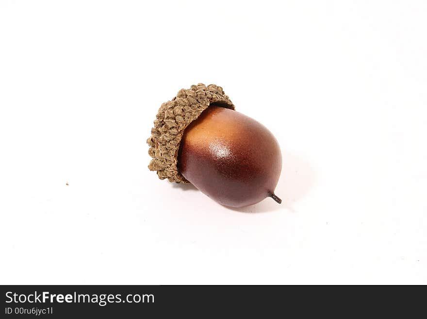 Acorn on a white background