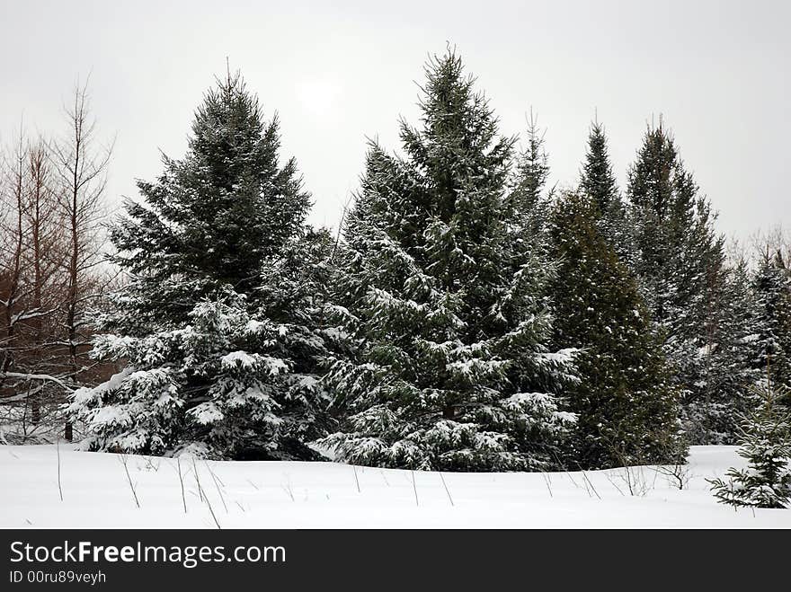 Snow covered trees after a snow storm. Snow covered trees after a snow storm