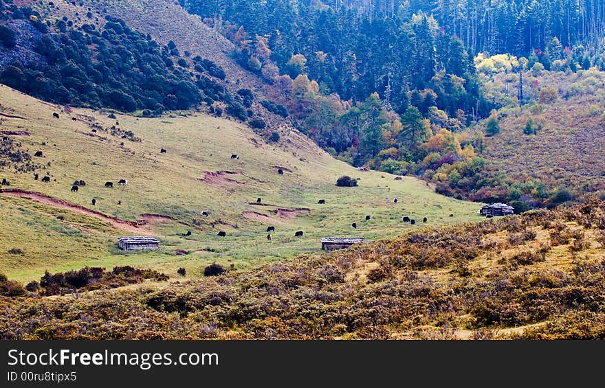 The meadows in the autumn