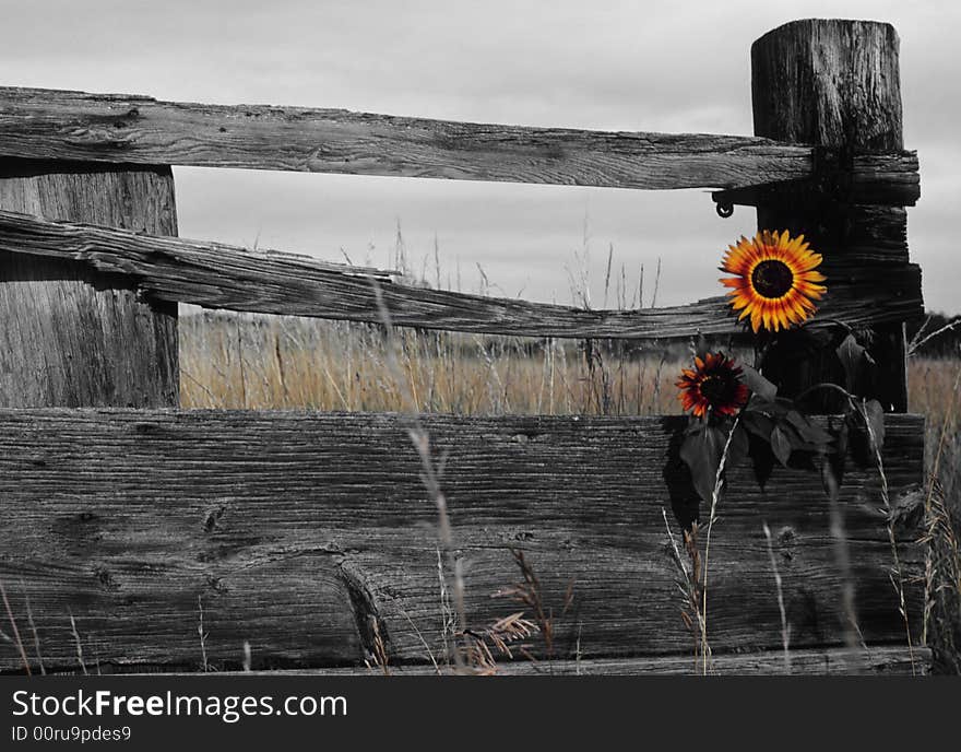 Two rogue sunflowers growing through a fence on a farm. Two rogue sunflowers growing through a fence on a farm