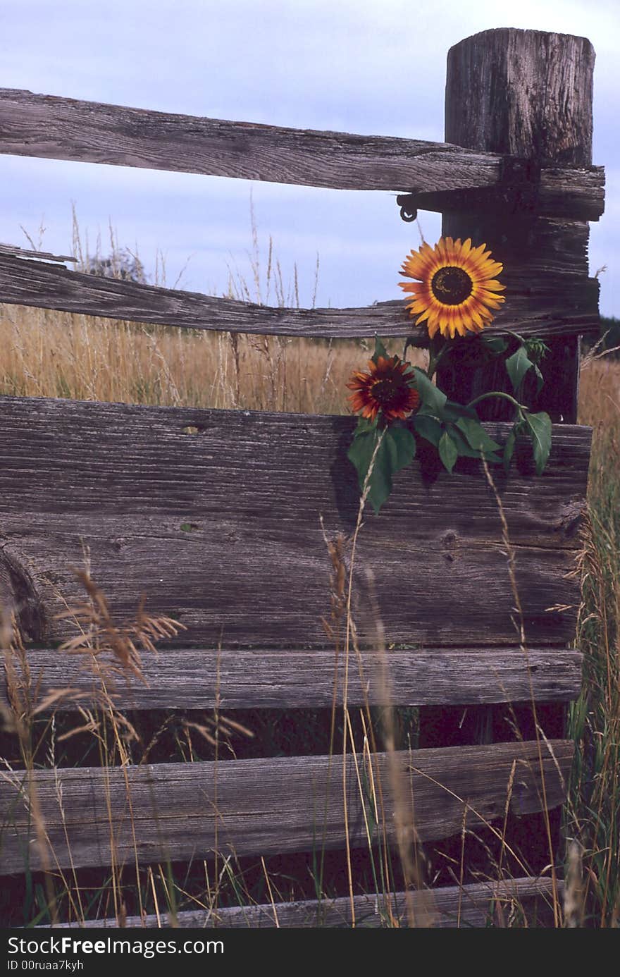 Two rogue sunflowers growing through a fence on a farm. Two rogue sunflowers growing through a fence on a farm