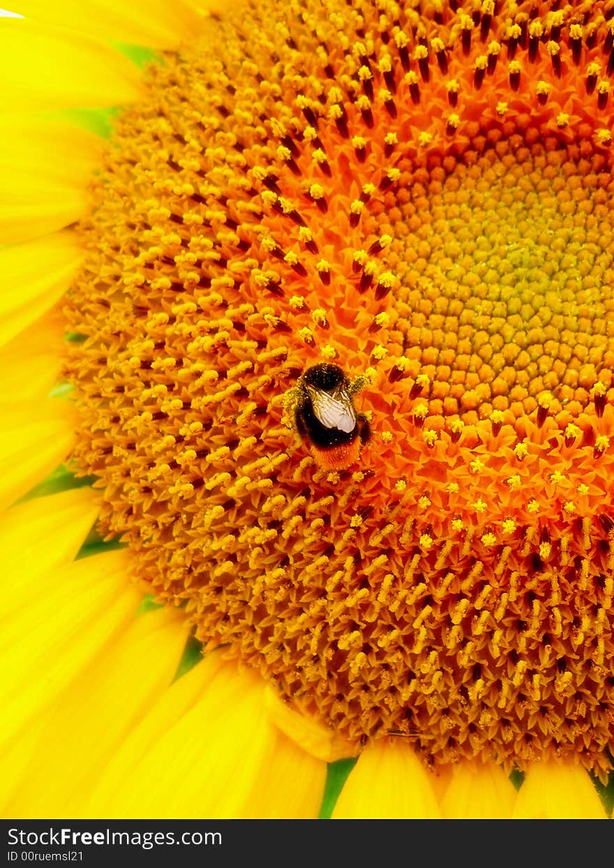 Sunflower and the bee are eating. Sunflower and the bee are eating