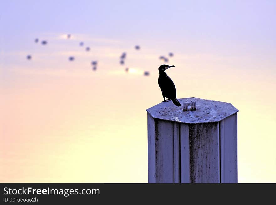 Cormorant on a Pile