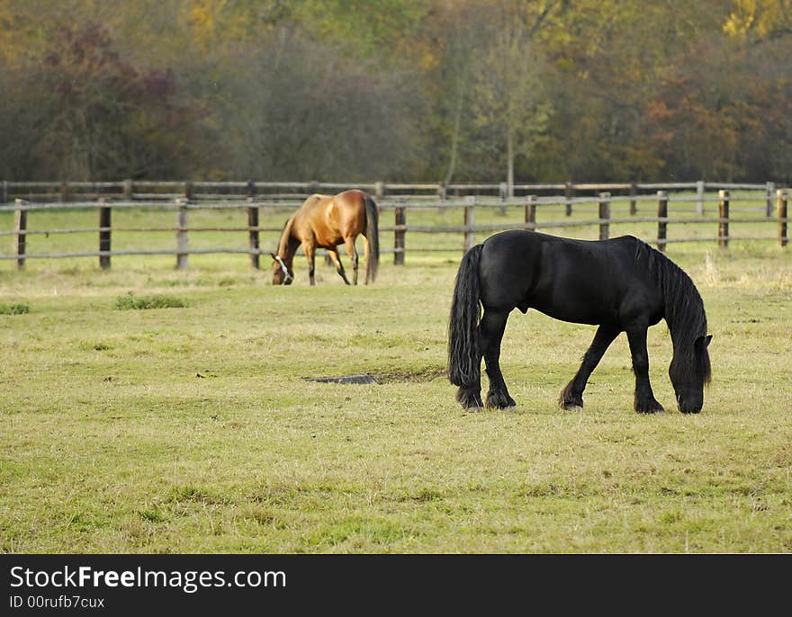 Black young stallion and brown horse grazing. Black young stallion and brown horse grazing