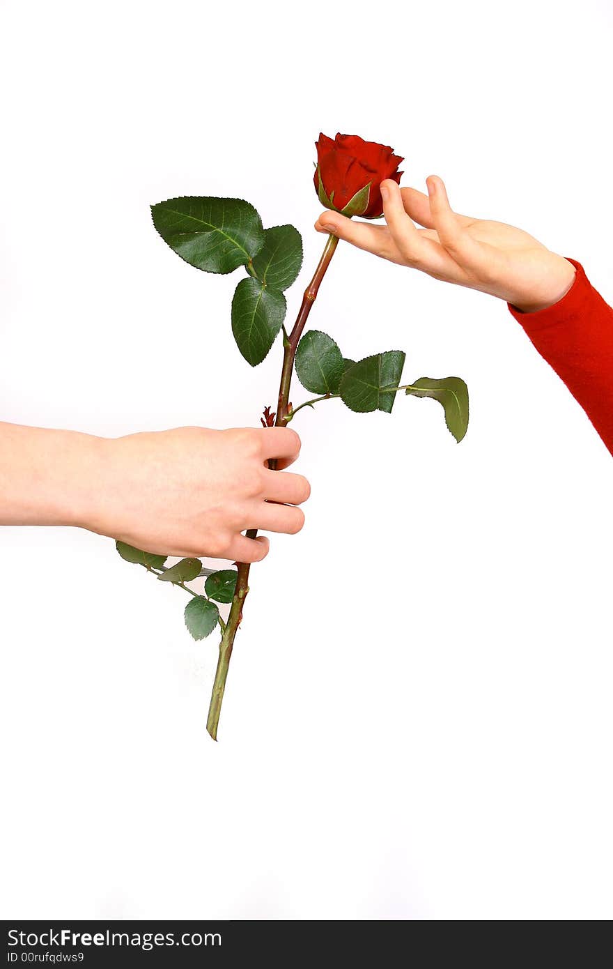 Women with big red  rose. Women with big red  rose