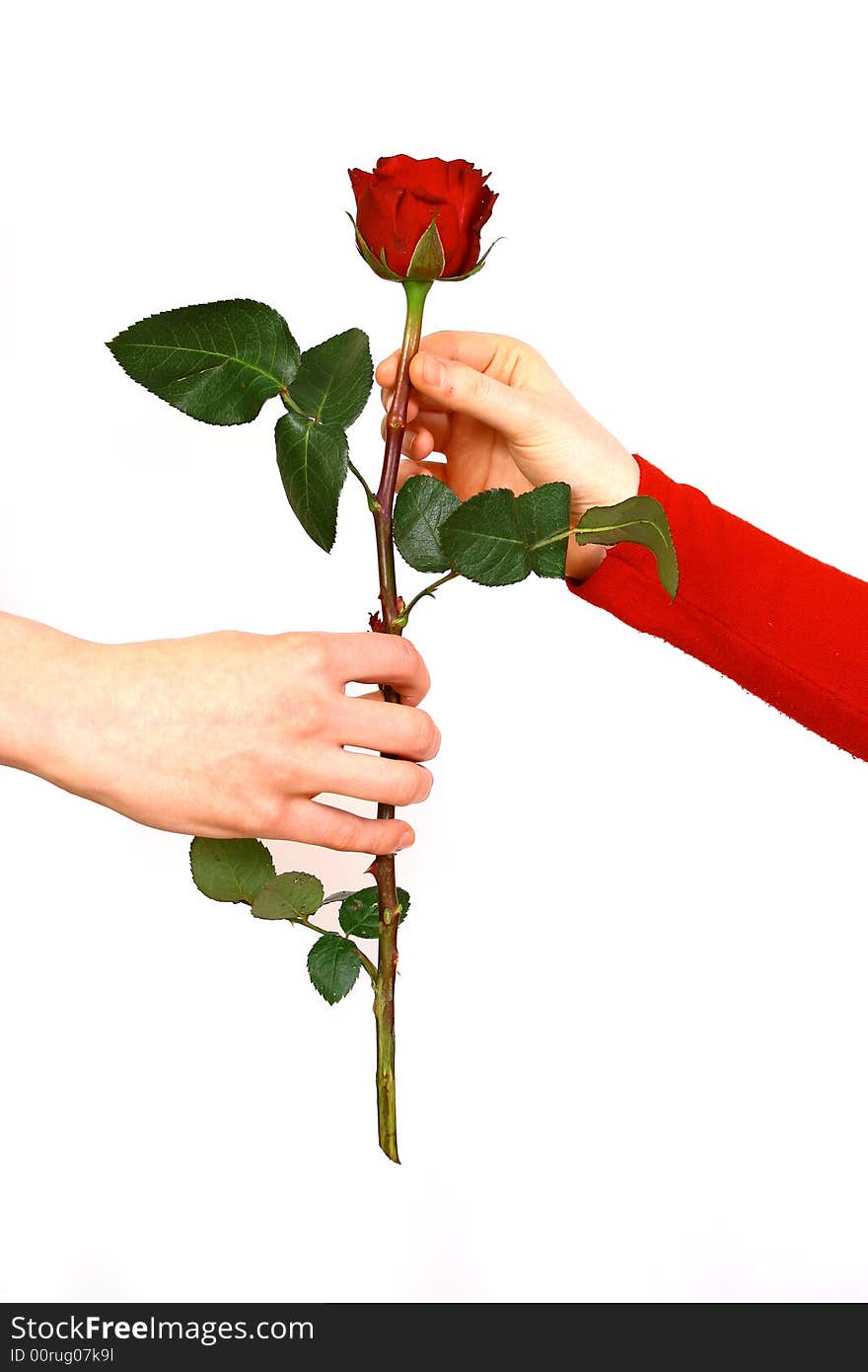 Women with big red  rose. Women with big red  rose