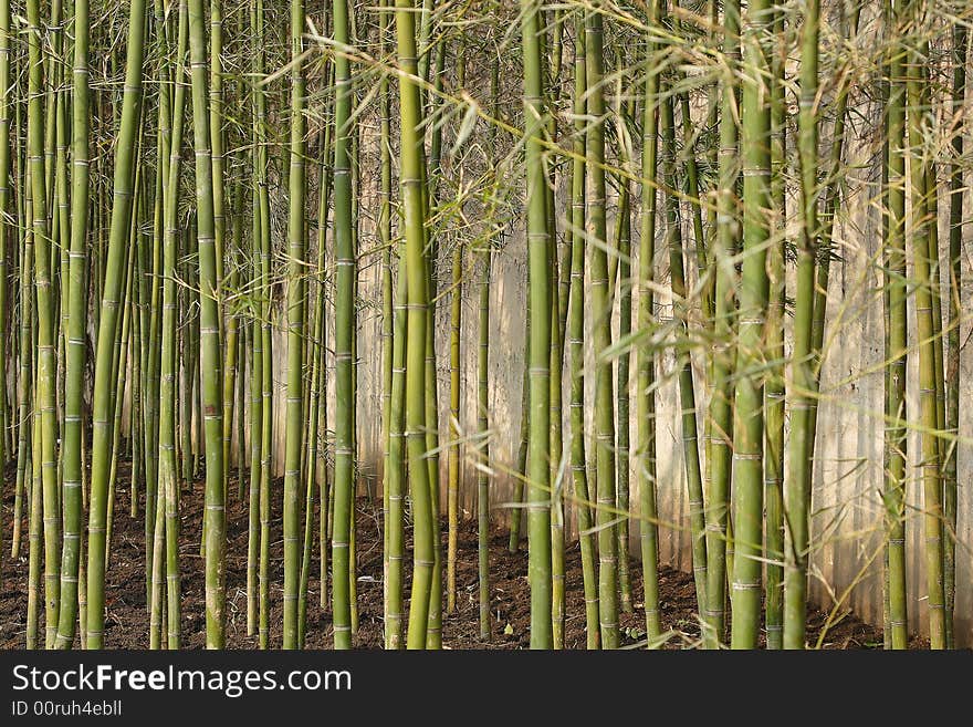 Bamboo forest in Sichuan province,China. Bamboo forest in Sichuan province,China