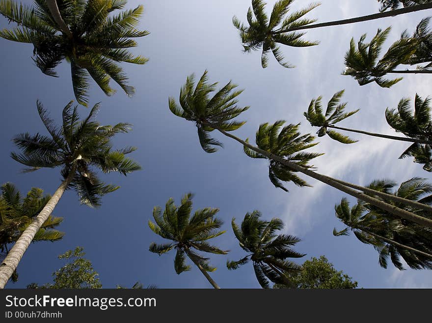 Coconut trees with blue sky