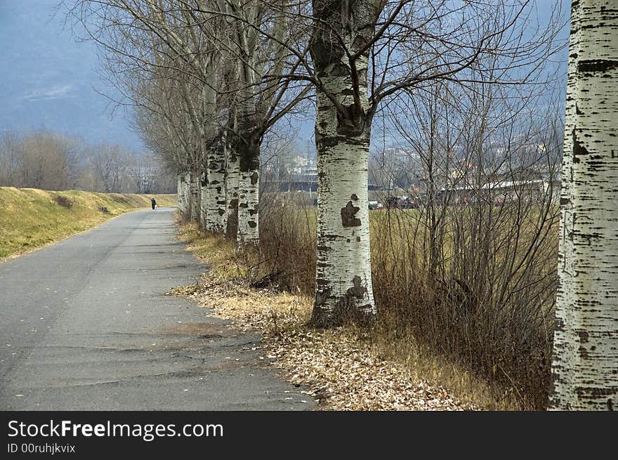 A boulevard trees in wintertime. A boulevard trees in wintertime