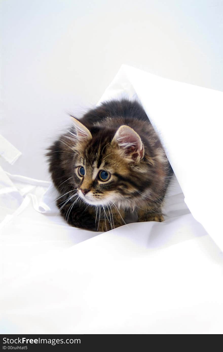 Kitten playing in sheet