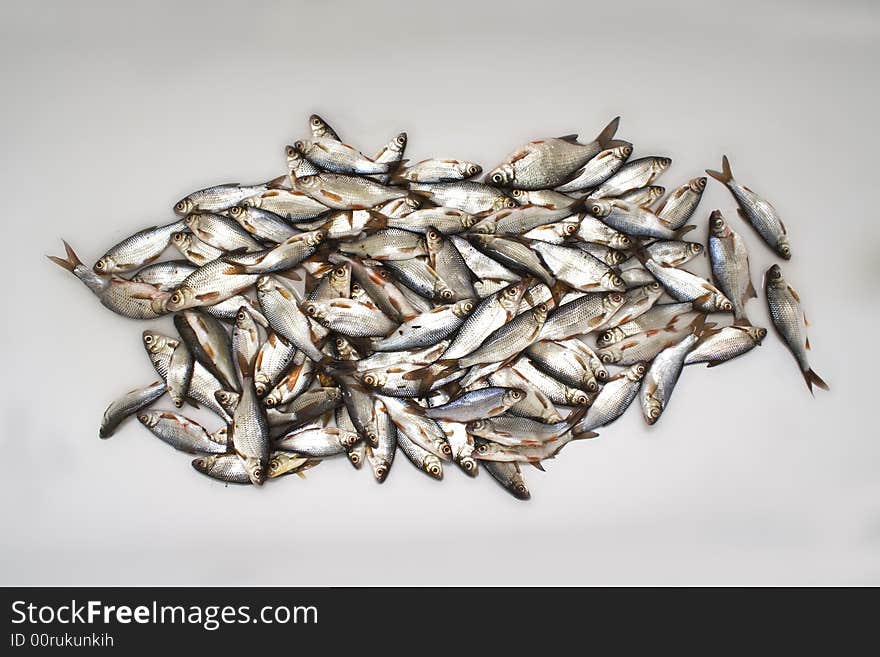 Basket of small fishes in the market