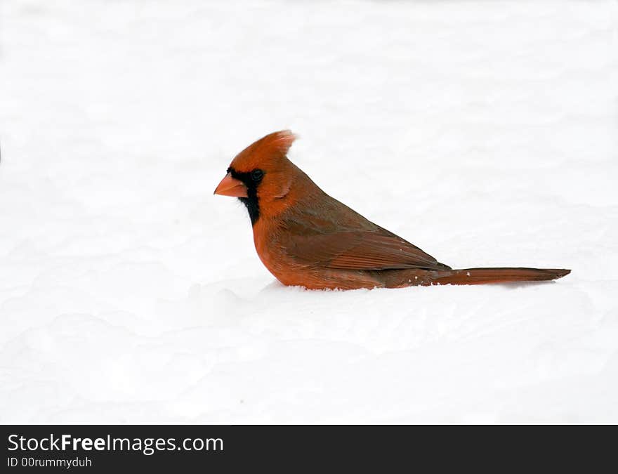 Cardinal In Snow