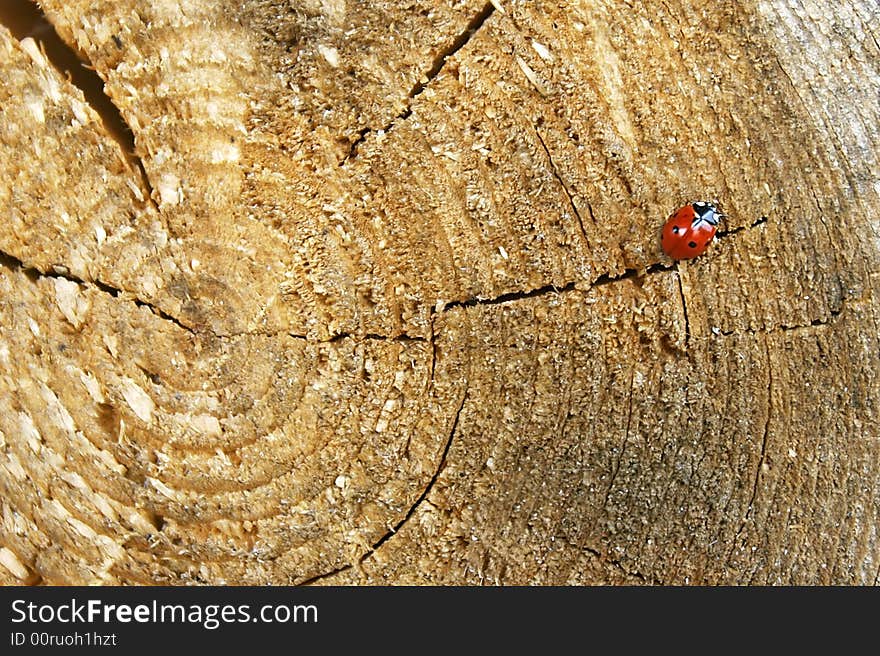 Close up of ladybug on wooden background