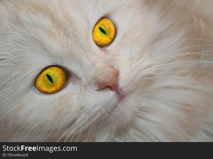 Yellow-eyed white cat