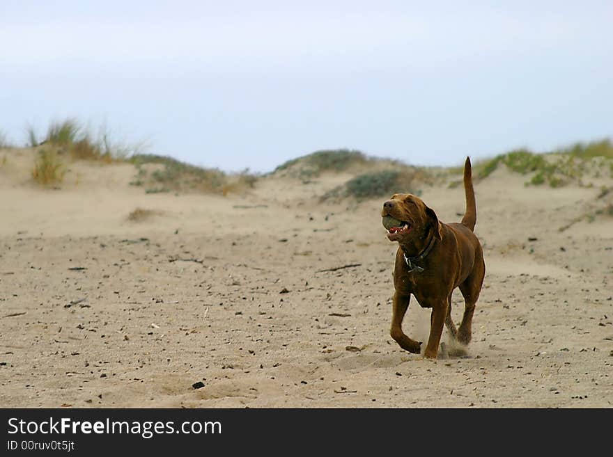 Brown dog retrieving a ball at the beach. Brown dog retrieving a ball at the beach.