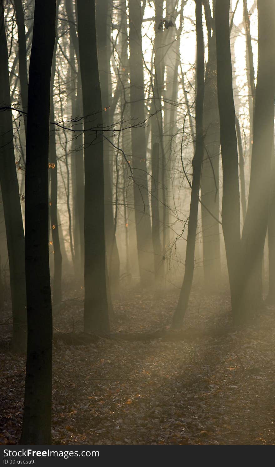 Silhouetted trees