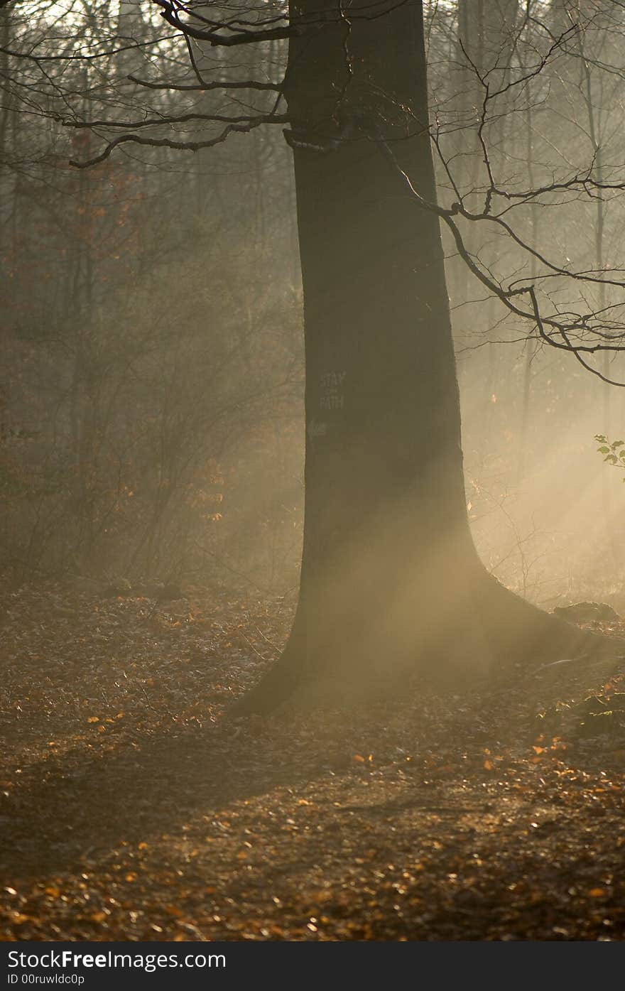 Sun and mist streaming through English countryside. Sun and mist streaming through English countryside