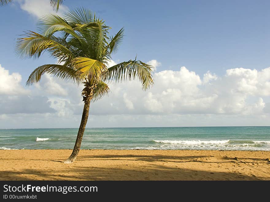 A single palm tree on a secluded beach