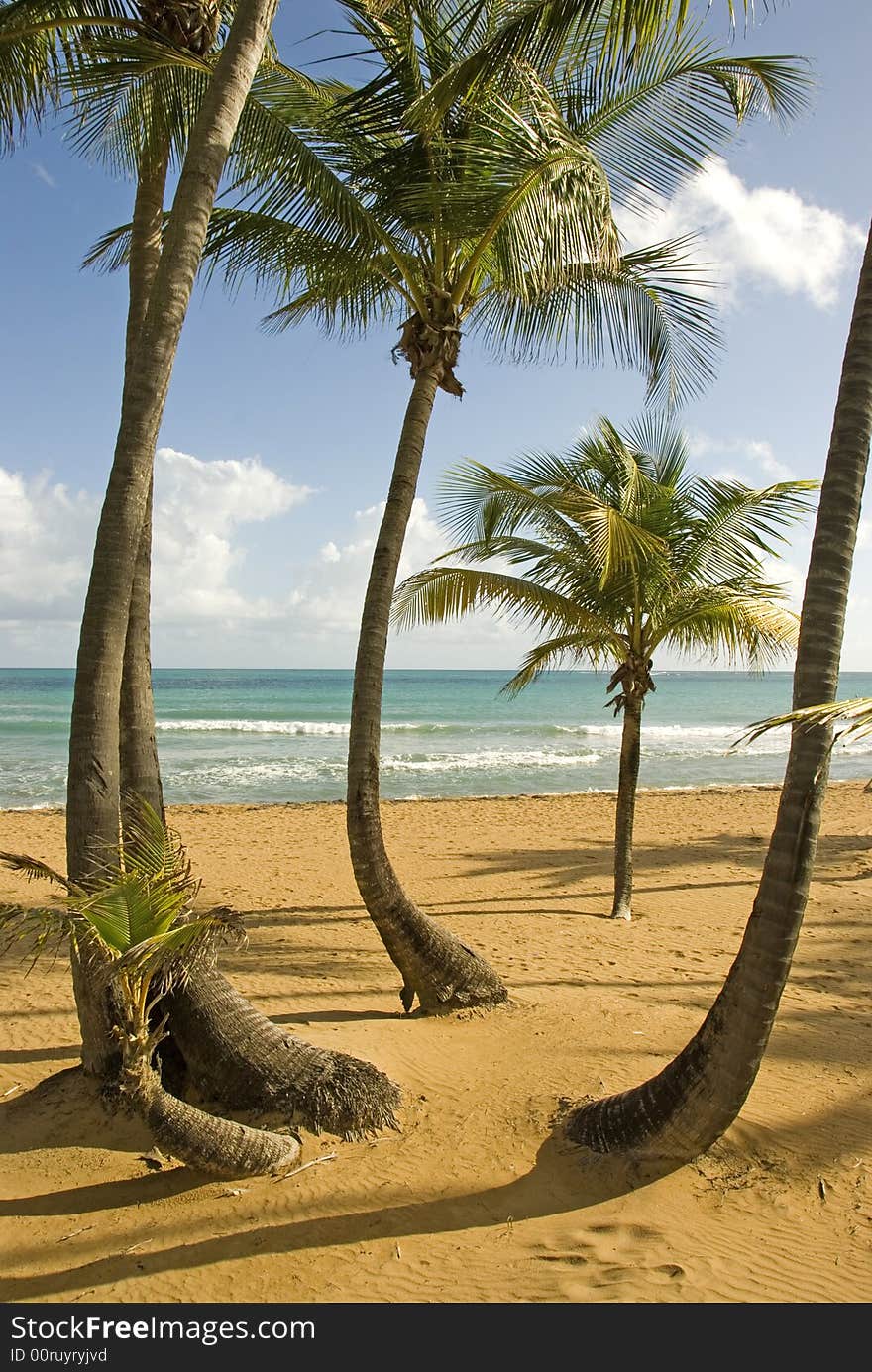 Several palm trees on a secluded beach