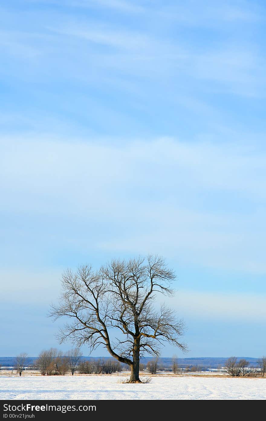 Lonely tree in a winter field