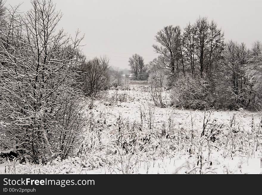 Winter gray landscape white snow and trees