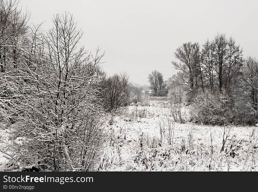 Winter gray landscape white snow and trees