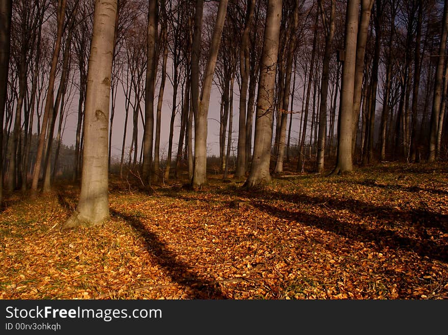 Mysterious forest