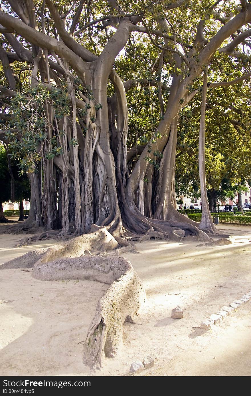 Famous gigantic tree in the Piazza Marina garden in the center of Palermo, Sicily.