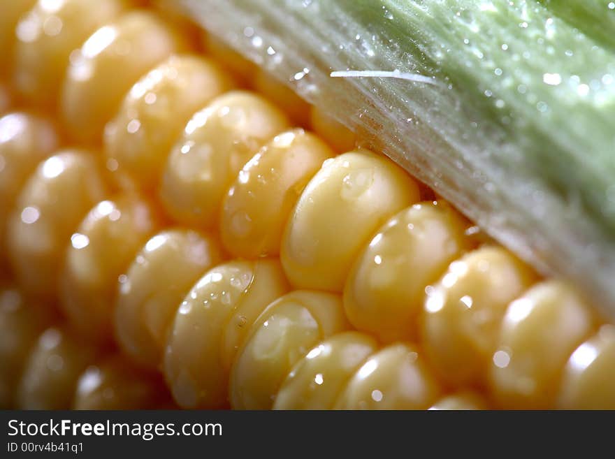 Close up of the corn cob