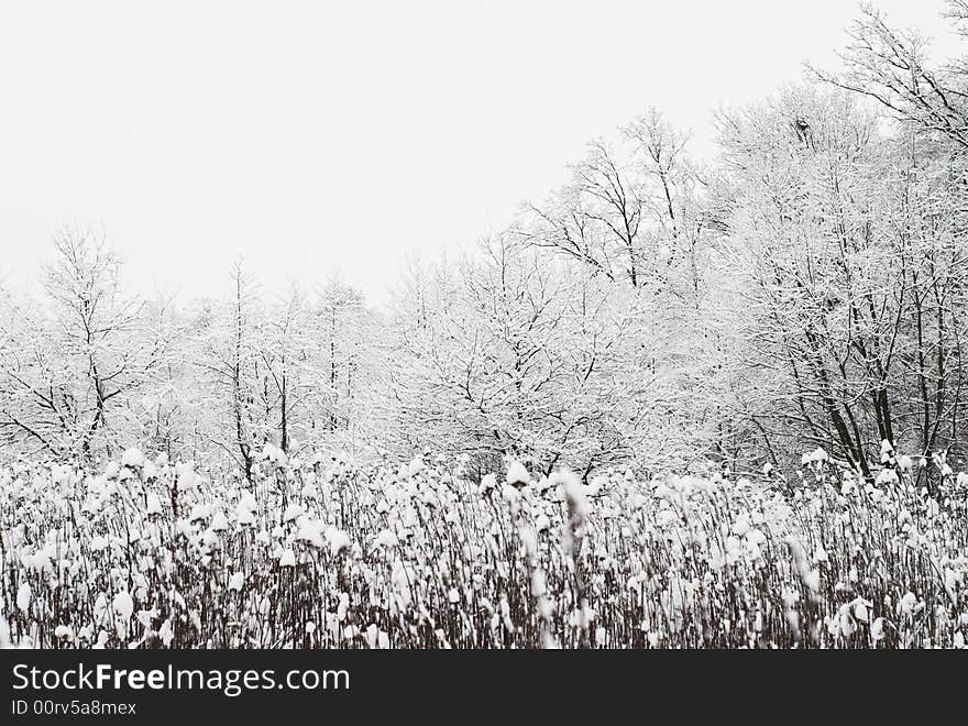 Winter gray landscape white snow and trees