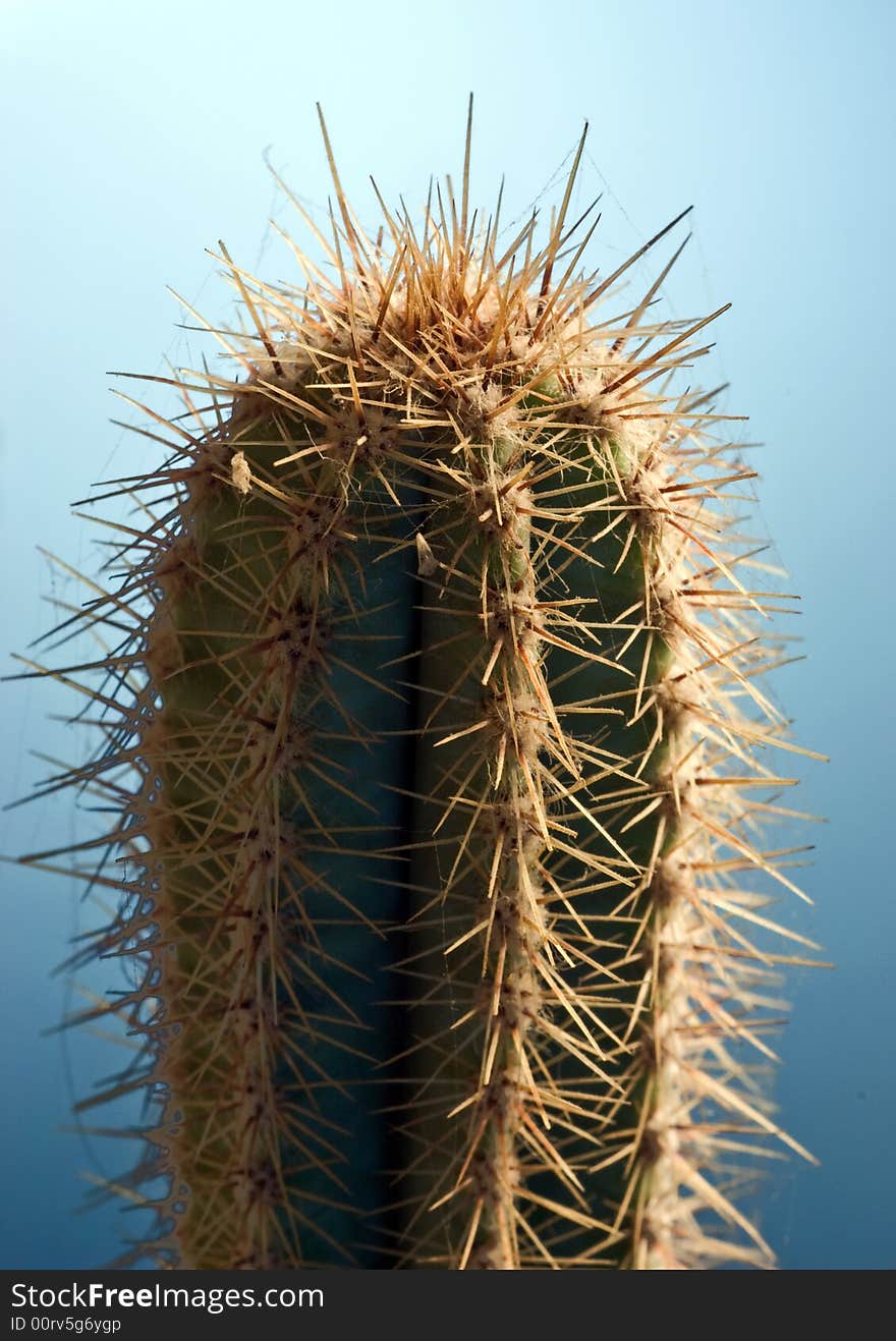 Cactus