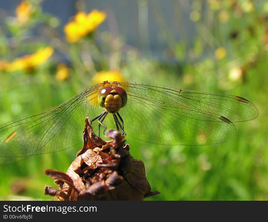 Dragonfly on a background flowers