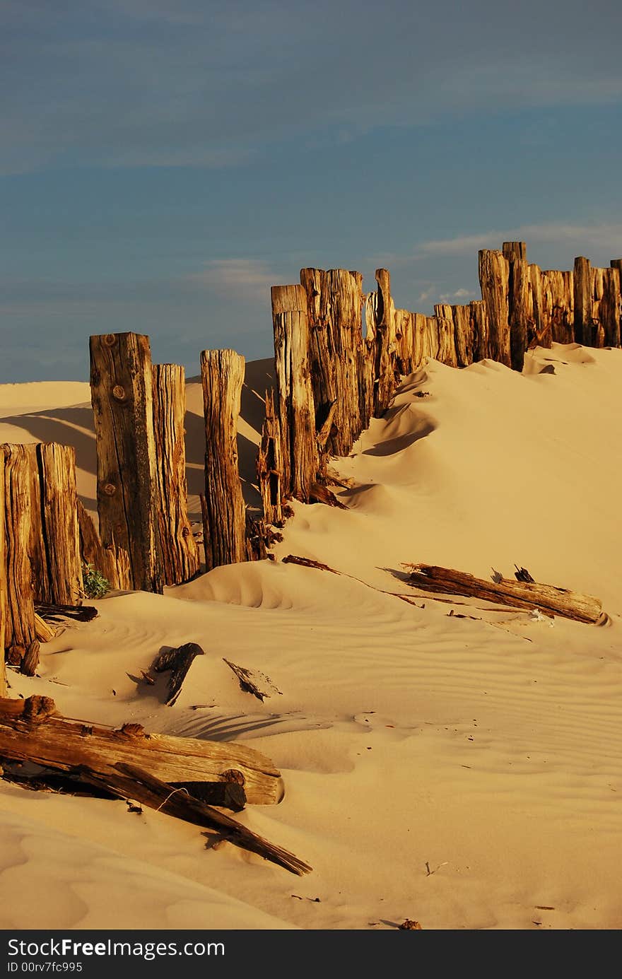 Woods between sands in Chihuahua desert