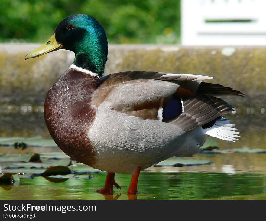 Duck enjoying the sun light in a water pond. Duck enjoying the sun light in a water pond.