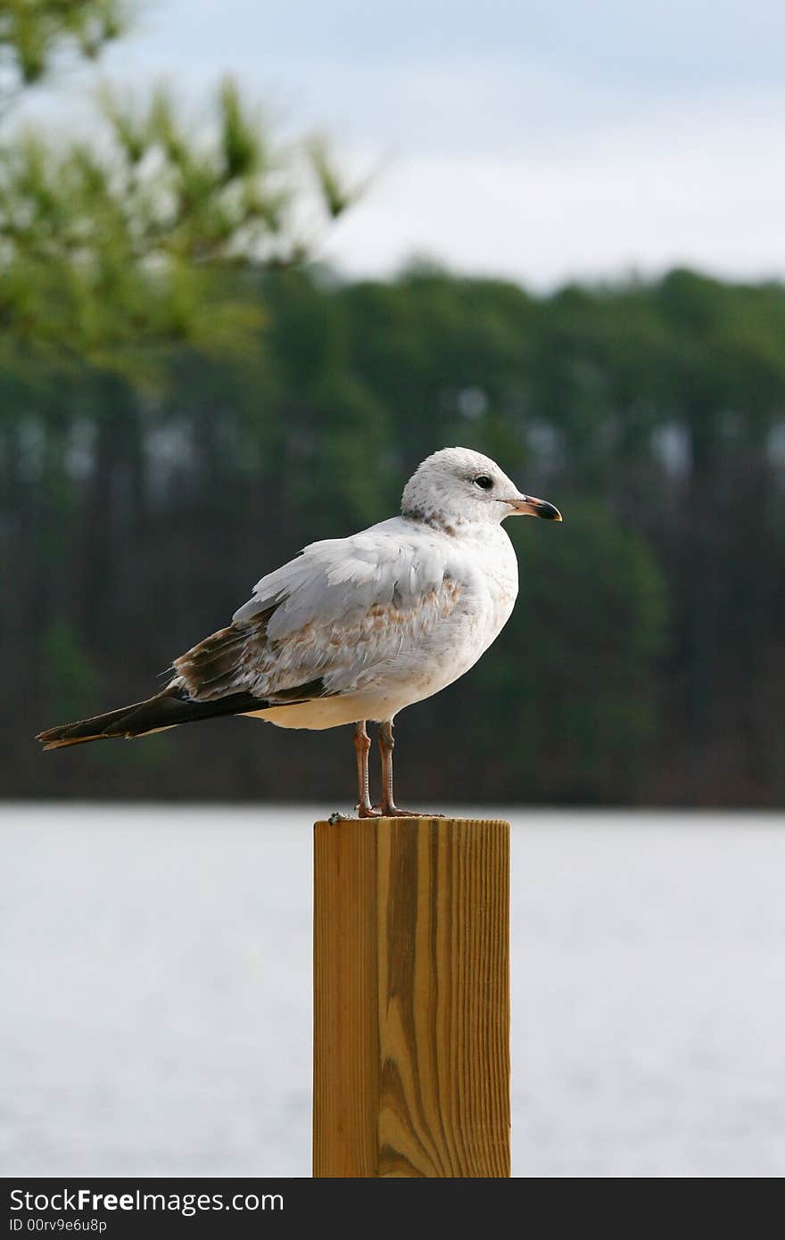 Seagull on wood post