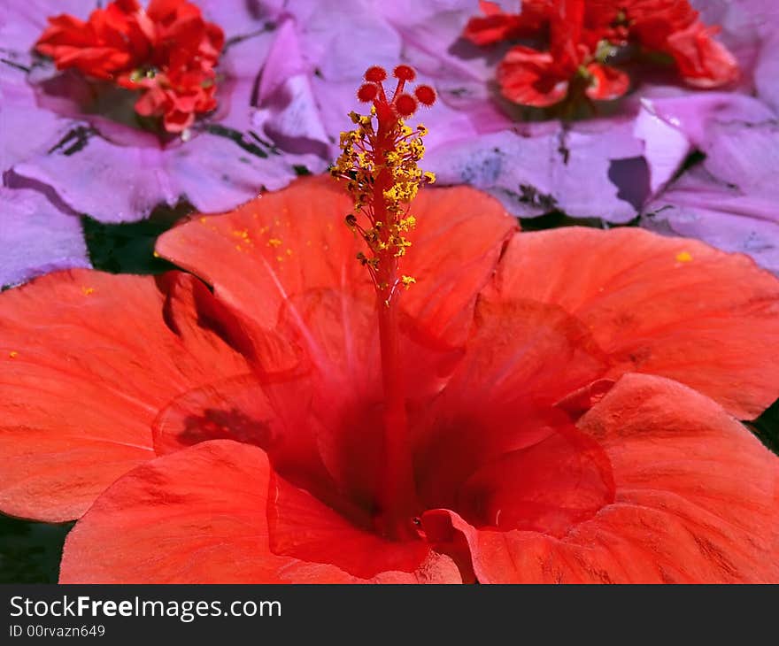 Red Hibiscus